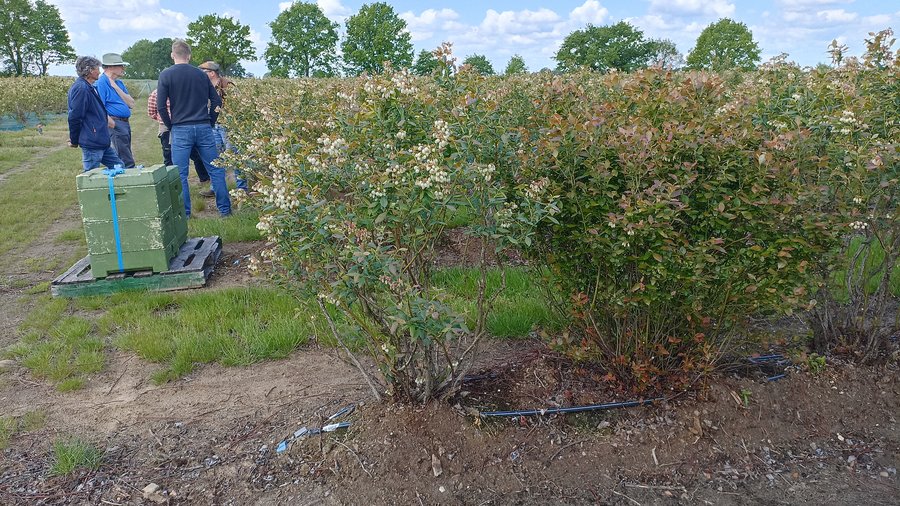 Heidebeerpflanzen mit und ohne "Off-Types" (=Abweicher) © Traud Winkelmann, Leibniz Universität Hannover