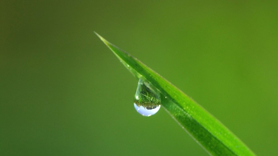 Wassertropfen auf Pflanze © susannp4 über Pixabay