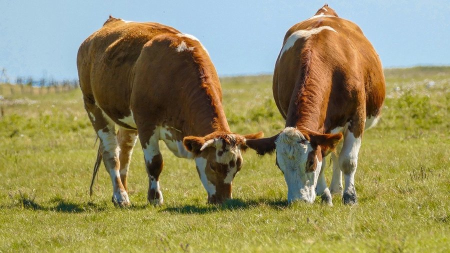 © Pixabay smoms_photography: zwei Kühe auf der Weide