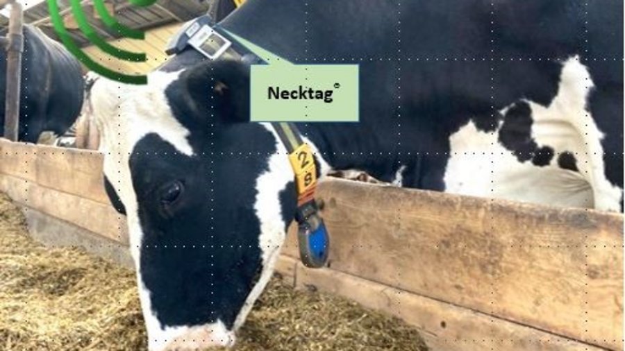 Milchkuh ausgestattet mit Demonstrator zur Erprobung © IOL-Konsortium