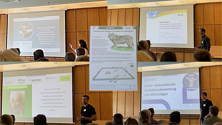 Bildcollage mit Präsentationsfolien aus der Vernetzungsveranstaltung Schaf/Ziege © BLE