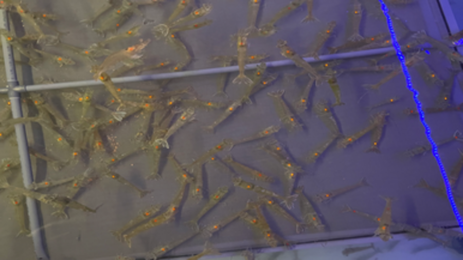 Shrimps in Aufzuchtbecken © Alfred-Wegner-Institut, Helmholtz-Zentrum für Polar- und Meeresforschung (AWI)