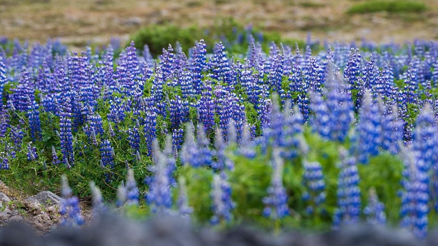 Lupinen ©  Nico Grütter über Pixabay