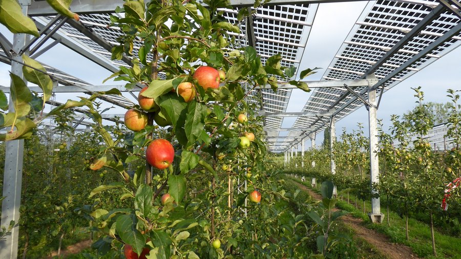 Apfelbäume unter Agri-PV