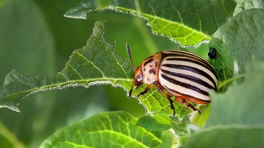 Gefräßiger adulter Kartoffelkäfer auf einem Blatt © Foto-Rabe über Pixabay