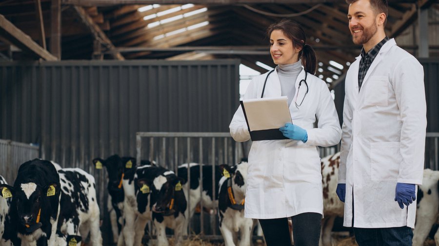 Veterintäre mit Kühen im Stall