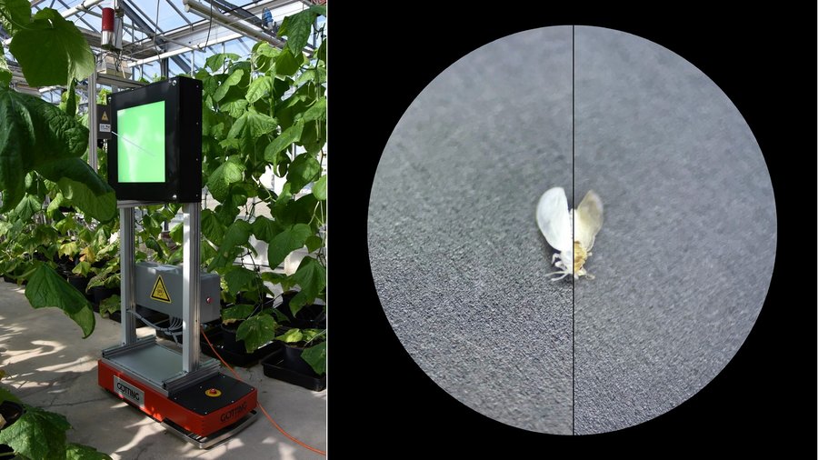 Bildcollage mit einer LED- Laser-Kombifalle im Gewächshaus und einer Großaufnahme der Weißen Fliege unbehandelt und nach einer letalen Laserbestrahlung © Institut für Gartenbauliche Produktionssysteme (IPGS) Hannover, Laserzentrum Hannover e.V. (links) © Laserzentrum Hannover e.V. (rechts)