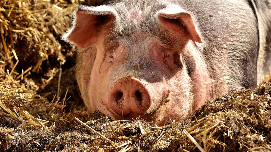© Alexa über Pixabay: Schwein auf Stroh