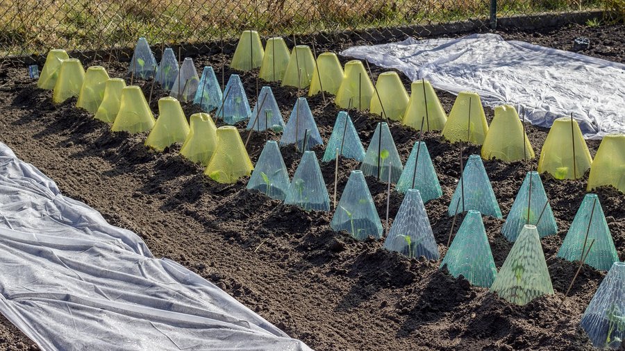 Gemüsebeet mit Schutzfolien © FinjaM. über Pixabay