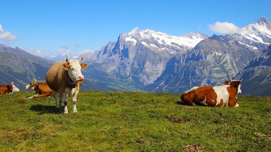 Kühe auf der Weide in den Bergen © Julita über Pixabay
