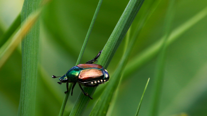 Japankäfer auf Pflanze © rfotostock über Pixabay