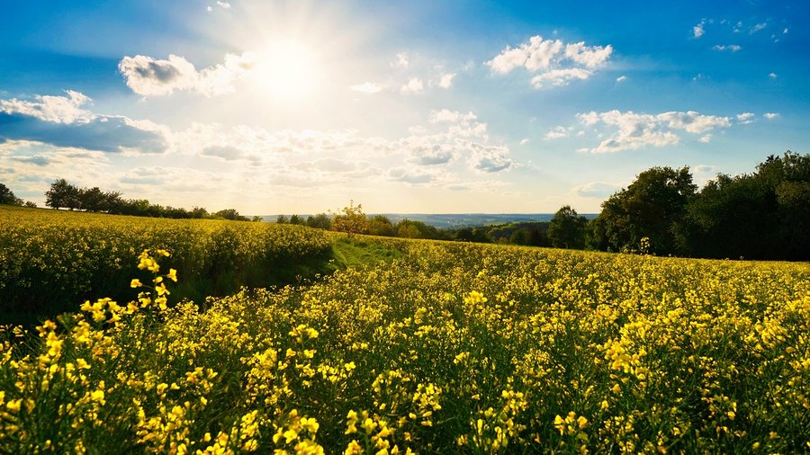 Rapsfeld © Alfons Landsmann über Pixabay